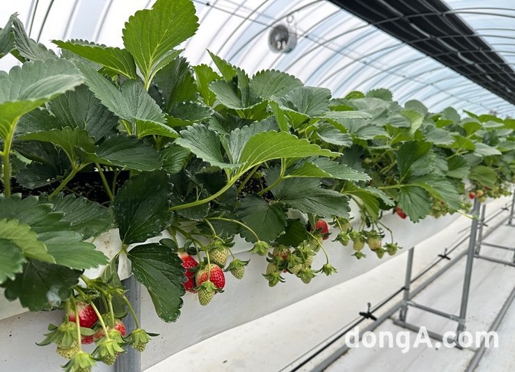상하농원은 오는 11일부터 내년 5월 12일까지 스마트팜에서 직접 딸기를 수확하는 체험 프로그램을 정식 운영한다. 사진=윤우열 동아닷컴 기자 cloudancer@donga.com