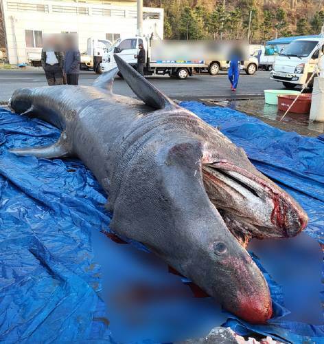 8일 오전 경북 포항시 남구 장기면 앞 바다에서 7m 길이의 돌묵상어가 정치망 그물에 포획됐다.(독지 제공)