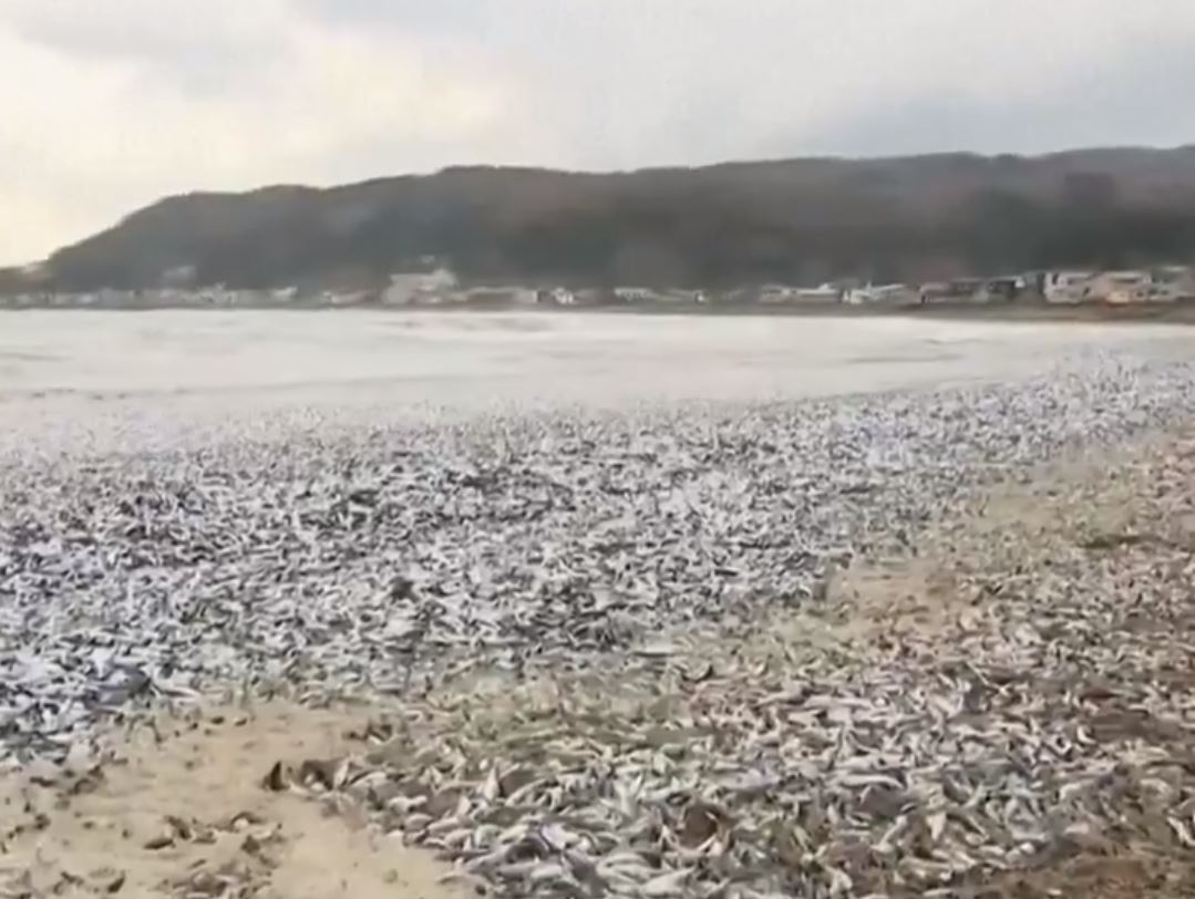 물고기 사체로 덮여있는 일본 홋카이도 하코다테시 해안. @ECOWARRIORSS X(트위터) 캡처