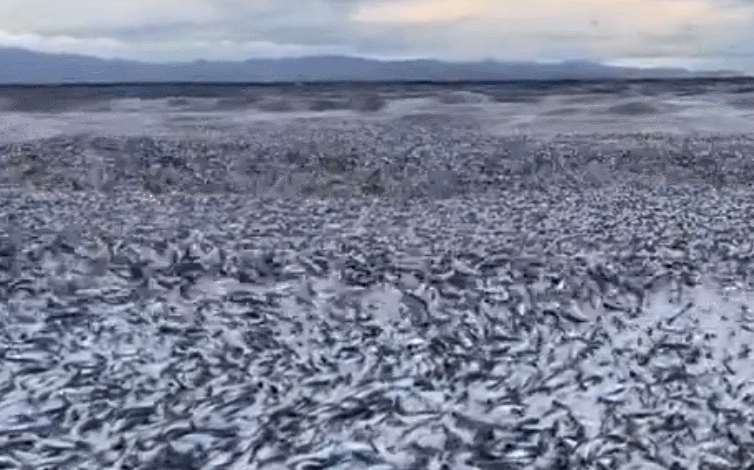 물고기 사체로 덮여있는 일본 홋카이도 하코다테시 해안. @Michell51304 X(트위터) 캡처