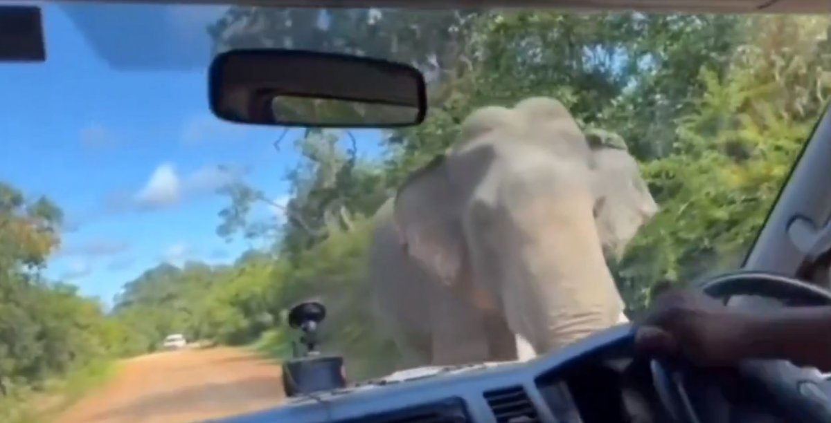 자동차를 습격한 스리랑카 코끼리. X(트위터) 캡처