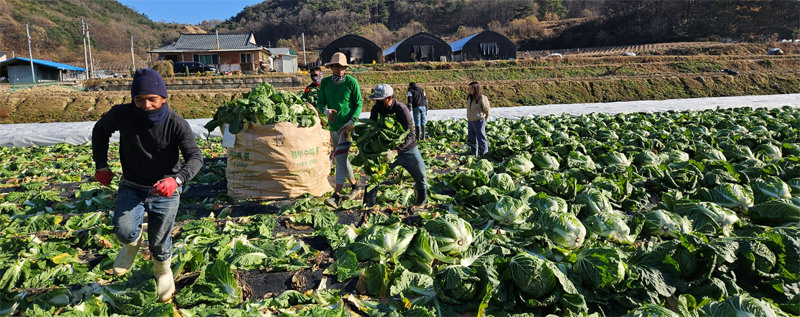 충북 괴산군은 농번기 일손이 부족한 농가에 커다란 도움을 준 외국인 계절근로자 도입 사업을 성공적으로 마무리했다고 밝혔다. 사진은 배추를 수확하는 모습. 괴산군 제공