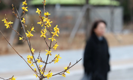 전국적으로 따뜻한 날씨가 이어지고 있는 13일 서울 여의도 국회에 개나리가 피어 있다. 기상청은 14일, 15일 전국에 비가 내리다 16일부터 기온이 급격히 떨어져 추운 날씨가 시작될 것으로 내다봤다. 2023.12.13 뉴스1