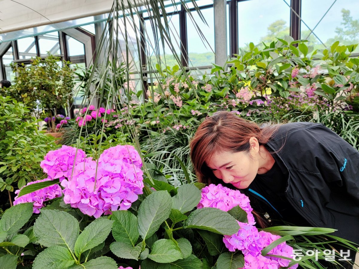 비닐하우스에서 재배하고 있는 수국의 향기를 맡는 김 씨. 그는 꽃을 가꿀 때 가장 행복하다.