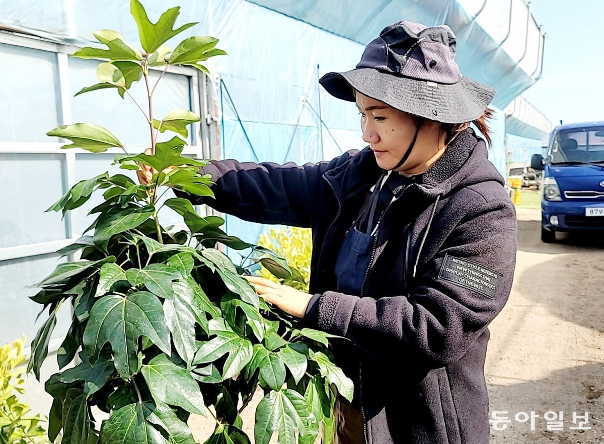 지난해 11월 농장에서 재배한 레몬나무를 다듬고 있는 김 씨. 식물 키우기는 그가 가장 좋아하는 취미이다.