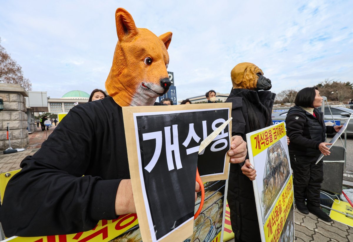 한국동물보호연합 회원들이 13일 오후 서울 영등포구 국회 앞에서 열린 ‘개식용 금지법’ 국회 농해수위 법안 소위 통과 환영 기자회견에서 퍼포먼스를 하고 있다. 이들은 이날 기자회견에서 지난 12일 국회 농해수위 법안심사소위에서 ‘개식용 금지 특별법’의 통과를 환영하는 입장을 밝히며 정부와 여당, 야당이 약속대로 12월 국회 본회의에서 ‘개식용 금지 특별법’을 반드시 통과시켜줄 것을 촉구했다. 2023.12.13/뉴스1