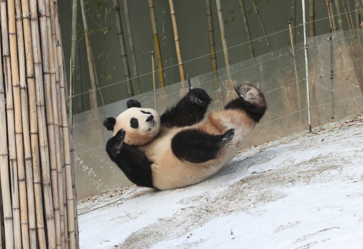 지난해 12월 20일 오전 경기 용인시 처인구 에버랜드 판다월드에서 푸바오가 눈밭을 뒹굴고 있다. 2023.12.20. 뉴스1