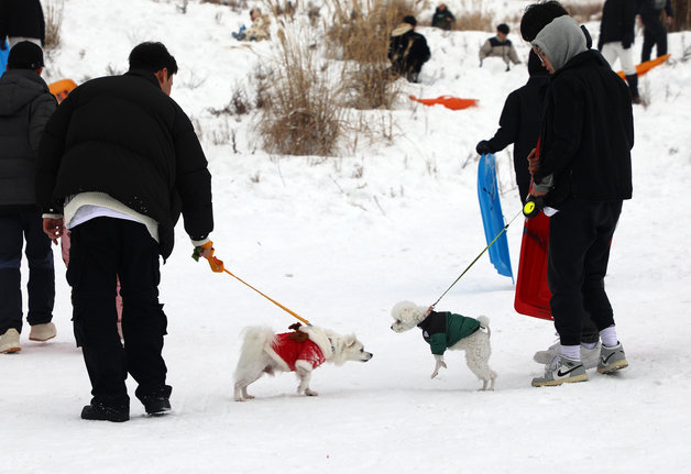 강아지가 산책을 하고 있다. ⓒ News1