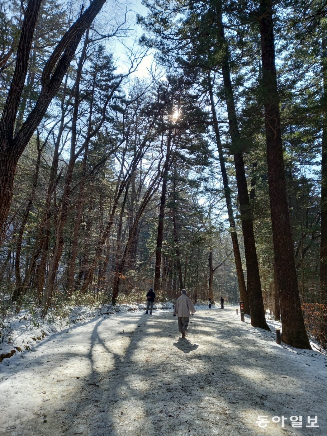 강원 평창 월정사 전나무숲길. 하늘 높이 쭉쭉 뻗은 전나무들이 맑은 기운을 뿜어낸다. 하얀 눈이 길을 뒤덮어 초록빛이 더 또렷하다.