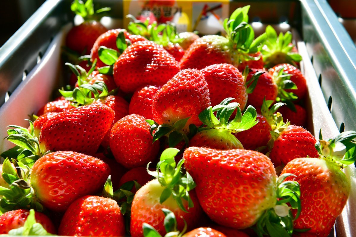 장성 딸기는 맛이 달콤하고 과즙이 풍부하다.