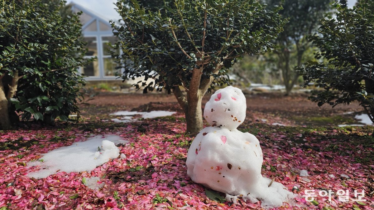 가시림의 눈사람에 애기동백의 꽃잎이 내려앉은 모습.  서귀포=김선미 기자