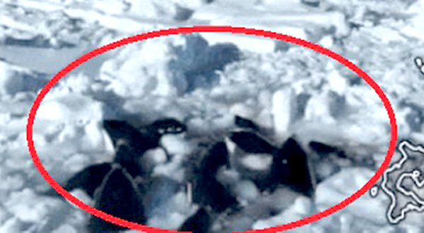 유빙 사이에 갇혀 고개만 내밀고 숨쉬는 범고래들. NHK 뉴스 유튜브 캡처