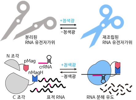 푸른 빛에 의해 활성화되는 ‘paCas13’ 시스템 모식도. KAIST 제공