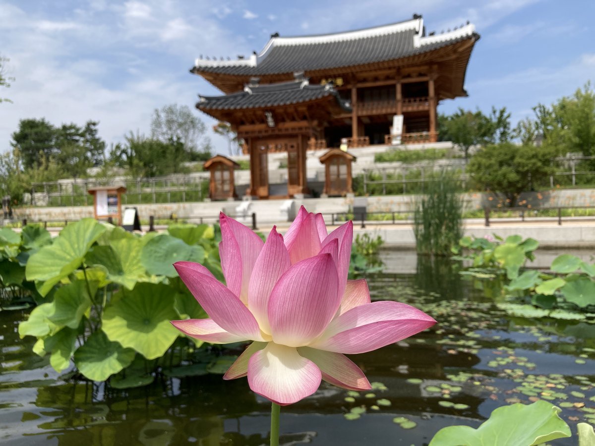 아라연꽃을 전시했던 국립세종수목원 한국 전통 정원 전경. 국립세종수목원 제공