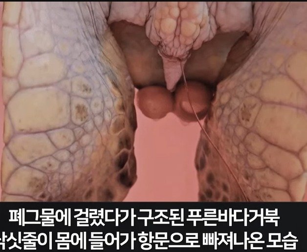 지난 2월 4일 전남 화순 앞바다에서 구조된 푸른바다거북. 삼킨 낚싯줄이 항문으로 빠져 나와 있다. 김현정의 뉴스쇼 유튜브 갈무리