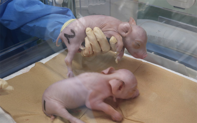 일본에서 장기이식 연구를 위해 태어난 유전자 변형 돼지들. 아사히신문 제공