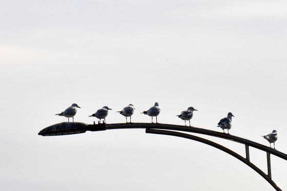가로등 위에 갈매기들이 앉아 있다. ⓒ News1