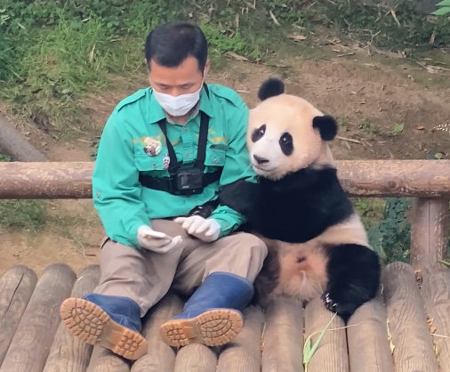 판다 푸바오가 강철원 사육사와 팔짱을 끼고 있다. 에버랜드 제공