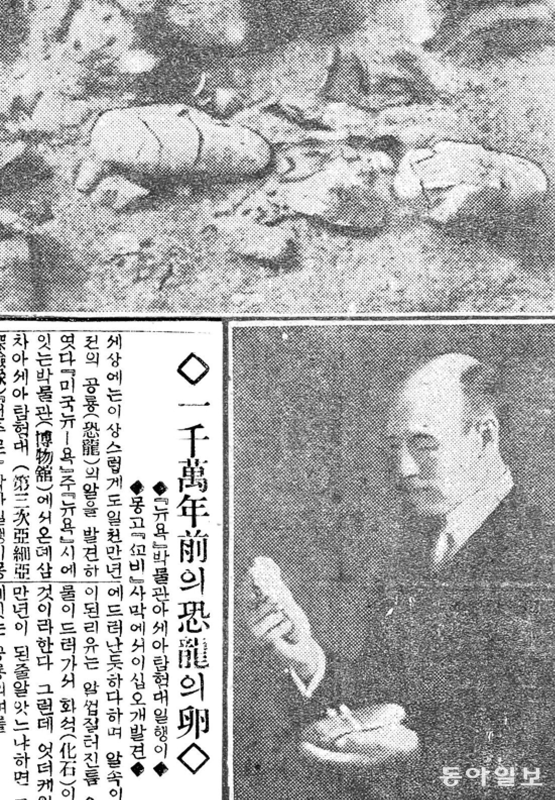 앤주로 박사가 공룡의 알을 들고 있는 모습. 1924년 2월 13일자 동아일보