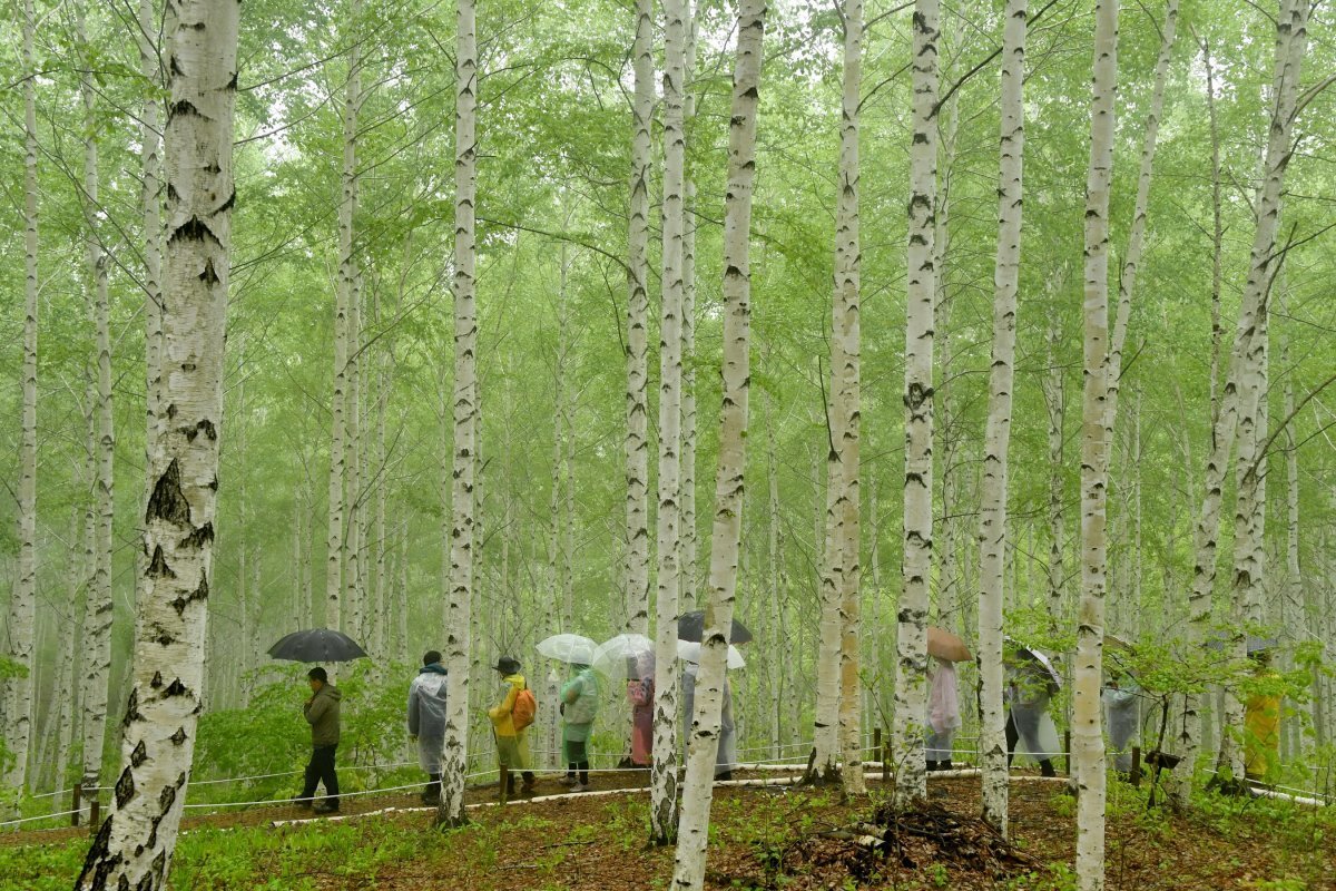 강원 인제군 자작나무 숲을 찾은 관광객들이 우산을 쓰고 걸어가며 숲의 정취를 감상하고 있다. 산림청 제공