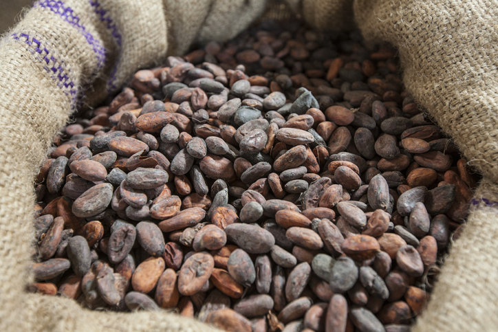 수확된 코코아 원두. 전 세계 코코아의 60%는 서아프리카의 코트디부아르와 가나에서 생산된다. 게티이미지  