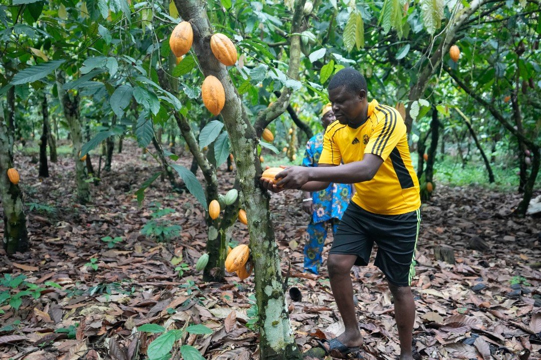 노랗게 익은 코코아 열매를 농부가 수확하고 있다. 럭비공 같은 이 열매 안에 아몬드처럼 박혀있는 씨앗이 코코아콩이다. AP 뉴시스