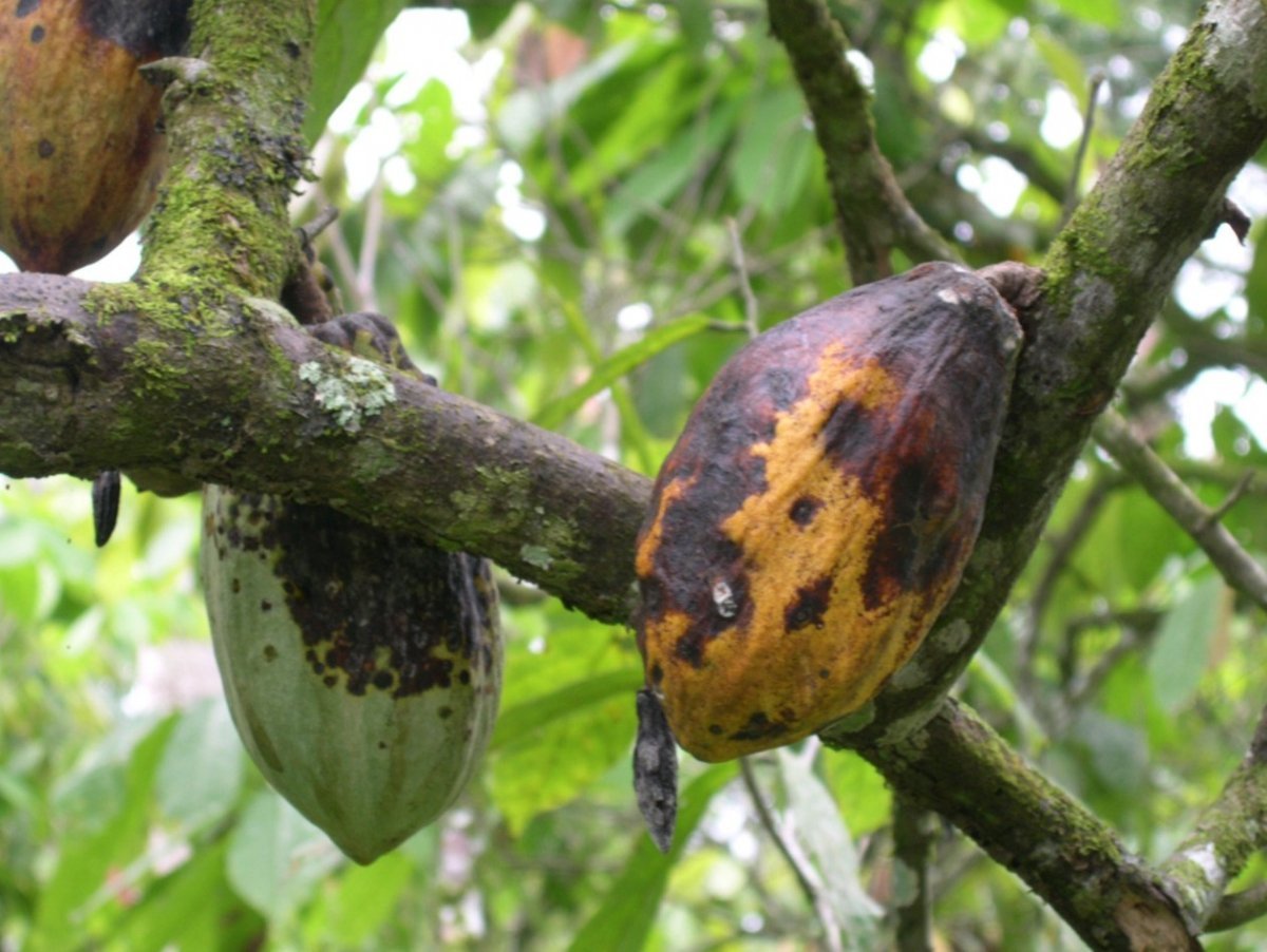검은 꼬투리병에 걸린 코코아 나무의 모습. 일단 병에 걸리면 나무를 살려내기란 불가능하다. 살균제로 미리 방제하는 게 최선이다. 위키피디아