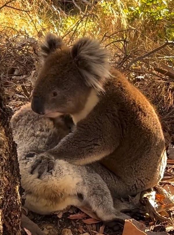 암컷을 껴안고 있는 수컷 코알라. 코알라 레스큐(Koala Rescue) 페이스북 캡처