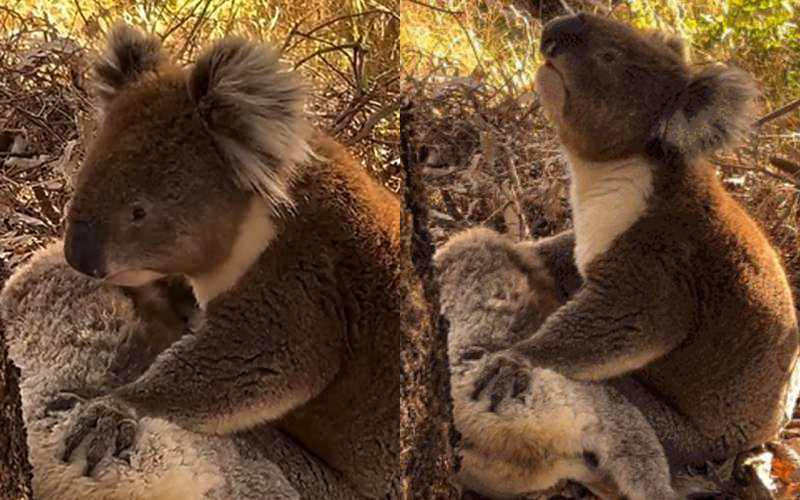 암컷을 껴안고 있는 수컷 코알라. 코알라 레스큐(Koala Rescue) 페이스북 캡처