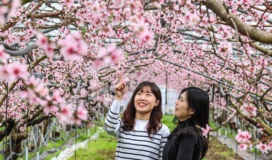 27일 경북 청도군 이서면의 한 복숭아 시설하우스 겨울 한파를 이겨낸 복사꽃이 활짝 펴 절정을 이루고 있다. (청도군 제공) 2024.2.27