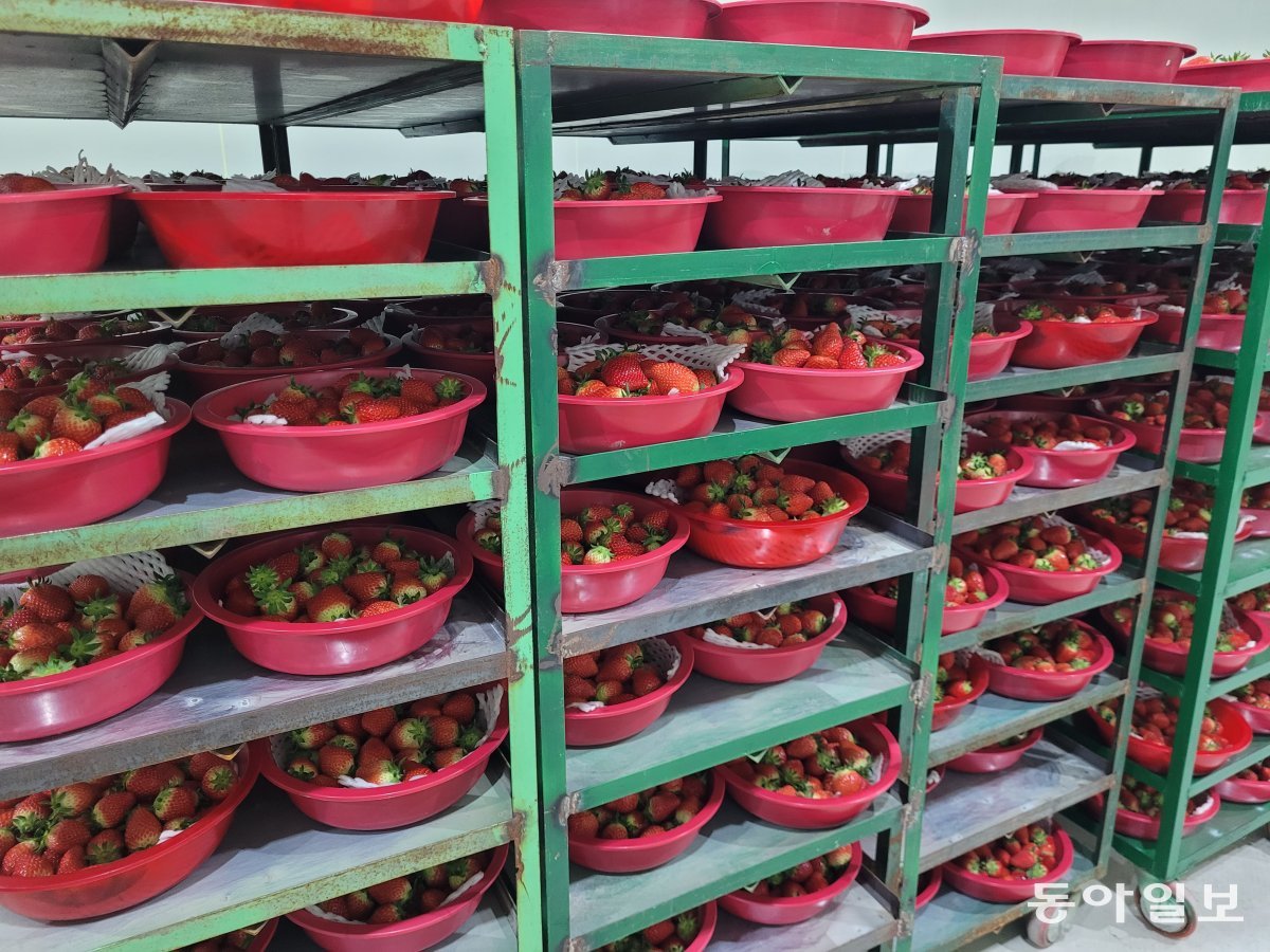 이날 농장에서 갓 수확한 딸기들을 포장 작업 전 영상 3도 이하 저온 창고에 보관한 모습. 고성=송진호 기자 jino@donga.com