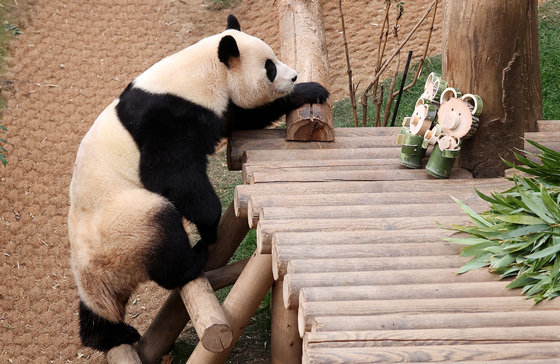 자이언트 판다 ‘푸바오’가 관람객들을 만나는 마지막 날인 3일 오전 경기 용인시 에버랜드 판다월드에서 푸바오가 이동하고 있다. 2024.3.3 사진공동취재단