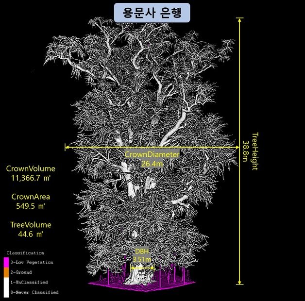 라이다 기술을 활용한 용문사 은행나무의 생장 정보. 국립산림과학원 제공