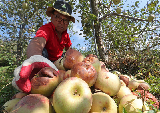 경남 밀양시 산내면 한 과수원에서 농민이 이상기후에 따른 탄저병과 냉해 등 피해를 입어 썩은 사과를 정리하고 있다. 2023.9.11. 뉴스1