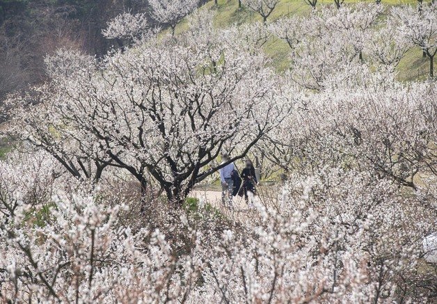 하늘정원길(에버랜드 제공)