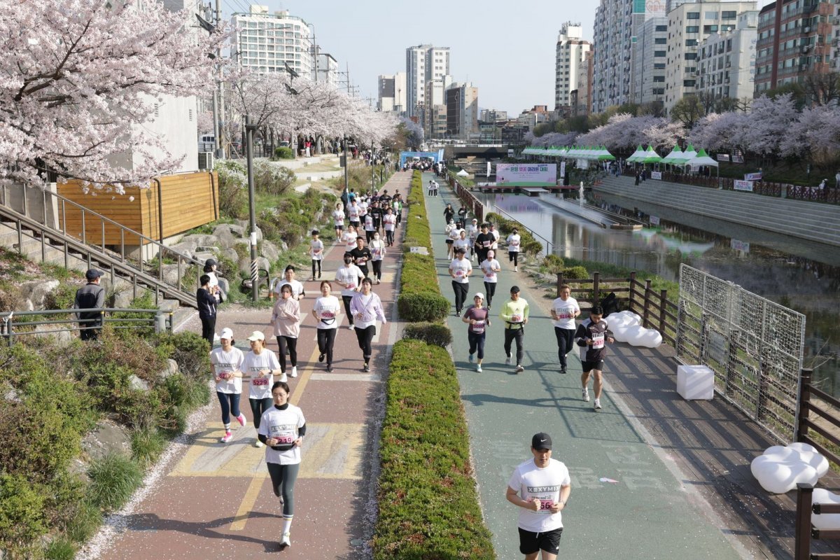 지난해 서울 은평구 벚꽃 명소인 불광천변에서 마라톤대회에 참가한 시민들이 벚꽃을 배경으로 달리고 있다. 은평구 제공.