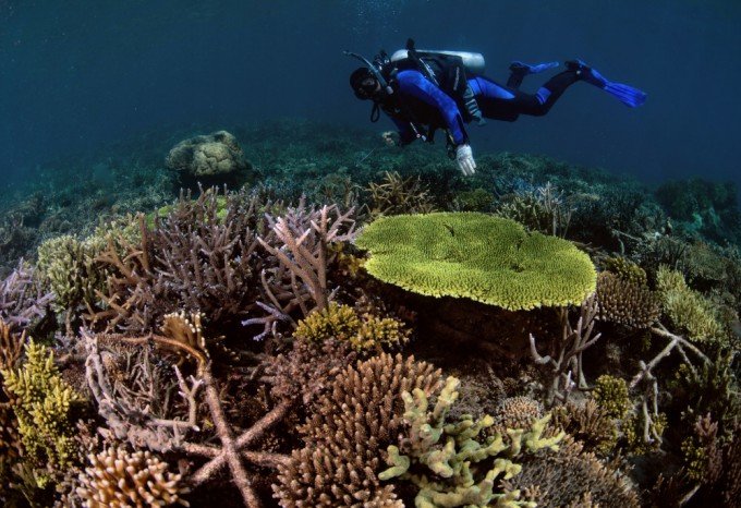 구조물 설치 후 4년이 지난 뒤 산호초 지역이 복구됐다. THE OCEAN AGENCY 제공