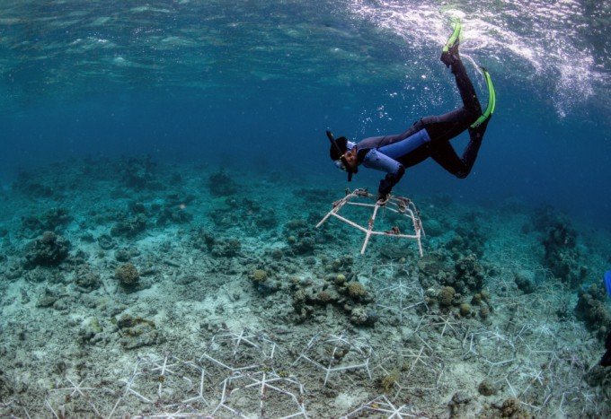 황폐화된 산호초 지역에 산호초 재건을 위한 구조물이 설치되고 있다. THE OCEAN AGENCY 제공