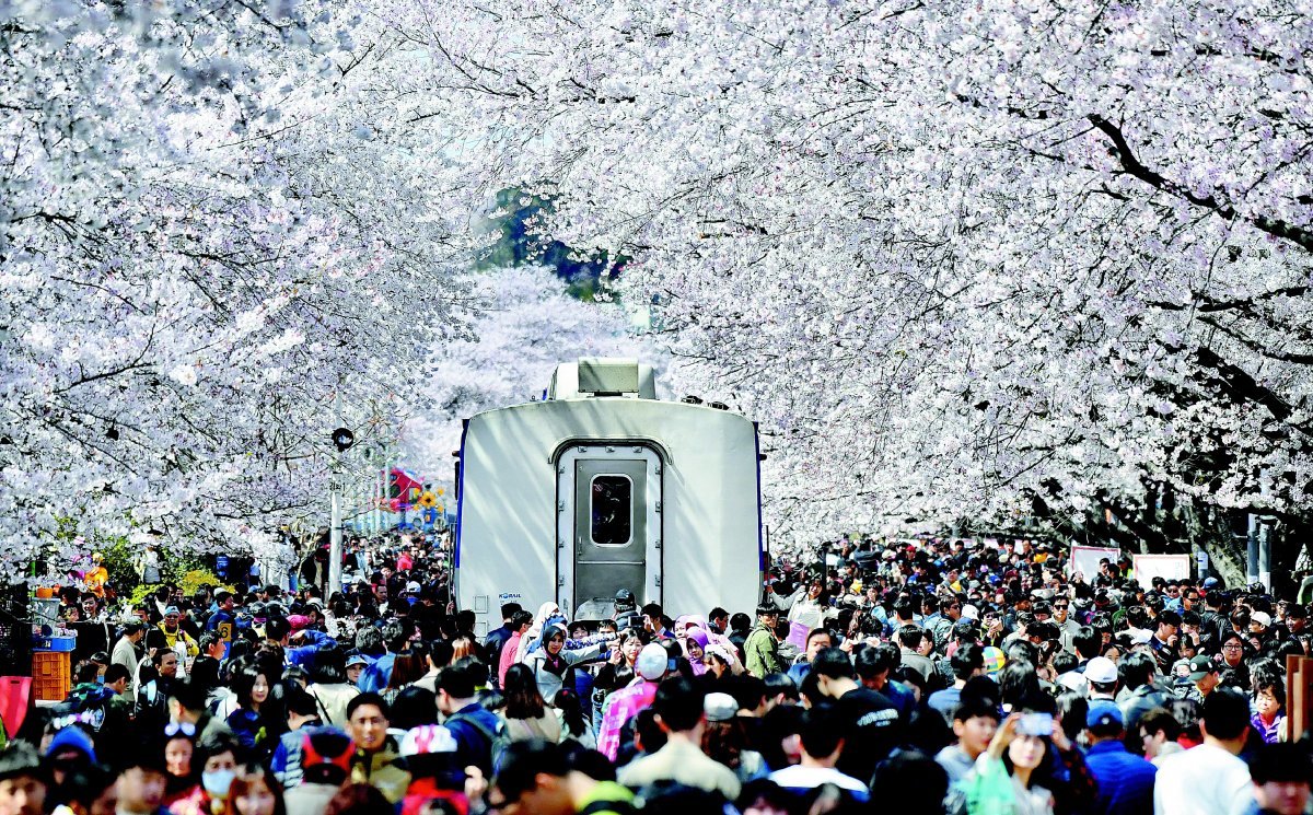 우리나라 최대 벚꽃축제인 진해군항제가 22일 전야제를 시작으로 4월 1일까지 경남 창원시 진해구 중원로터리 일대에서 열린다. 사진은 지난해 진해군항제 당시 진해구 경화역에 사람들이 운집한 모습. 창원시 제공