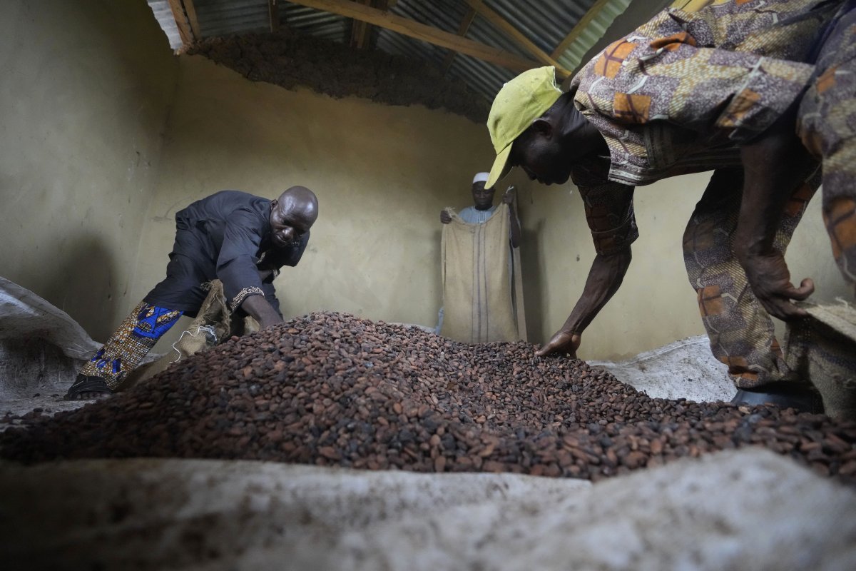 서아프리카 나이지리아 오모의 농부들이 초콜릿 원료인 카카오 열매를 손질하고 있다. 이상기후에 따른 작황 부진으로 최근 카카오 열매 가격은 1년 새 두 배 이상 올랐다. 오모=AP 뉴시스