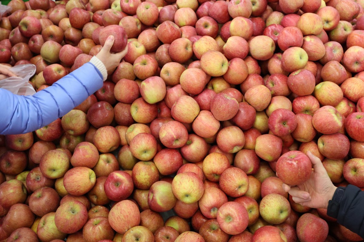 농산물 가격 상승의 영향으로 2월 소비자물가가 전년 동월 대비 3.1% 오르며 두 달 만에 다시 3%대로 진입했다. 사진은 10일 서울의 한 대형마트에서 사과를 고르는 시민들의 모습. 뉴스1