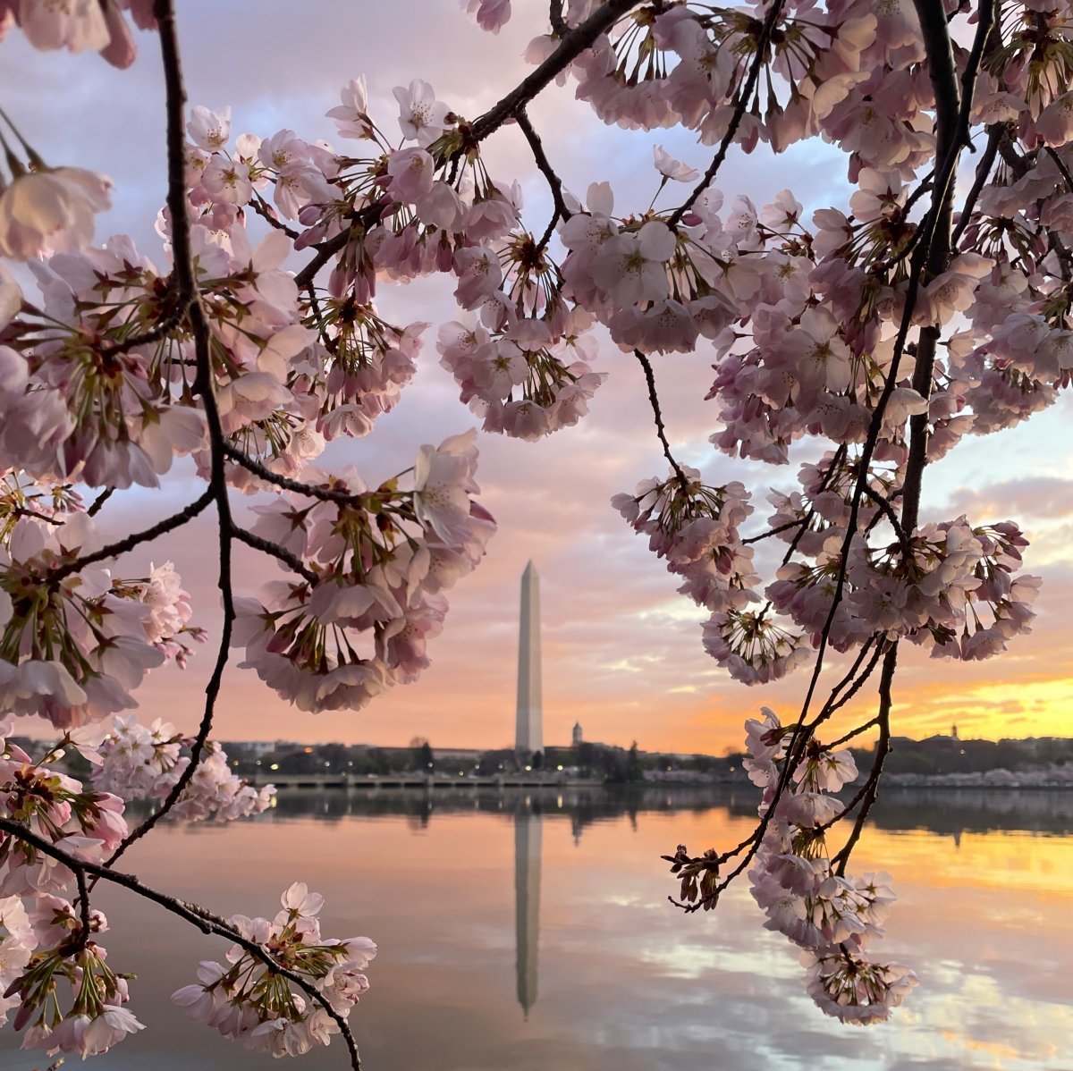 미국 국립공원관리청이 17일 수도 워싱턴의 벚꽃 명소인 ‘타이들 베이슨’ 호숫가에 예년보다 약 2주 빨리 벚꽃이 만개한 모습을 공개했다. 사진 출처 미국 국립공원관리청 ‘X’(옛 트위터)