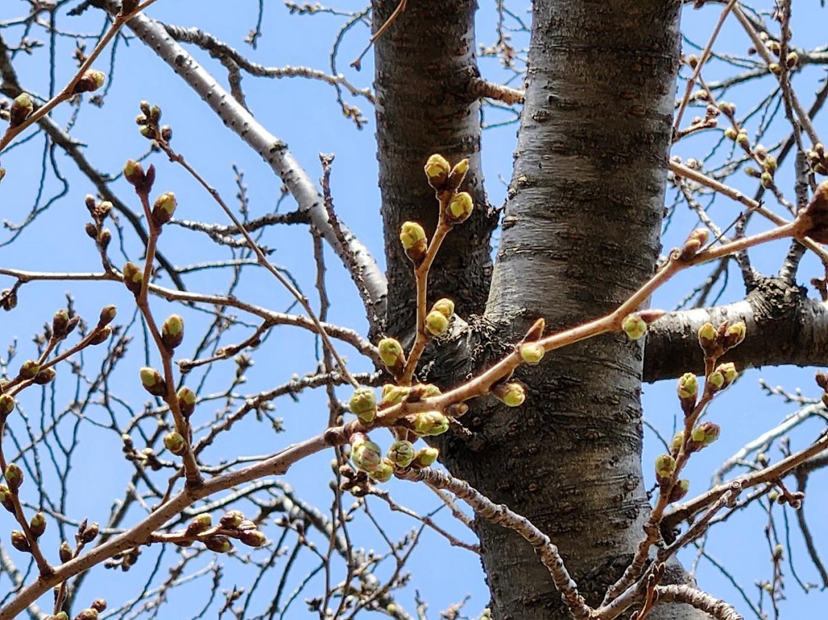 18일 제주지방기상청 계절관측용 벚나무에 꽃망울이 맺혔다. (제주지방기상청 제공)