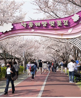 지난해 3월 관광객이 벚꽃이 만개한 부산 사상구 낙동제방 벚꽃길을 걷고 있다. 사상구 제공