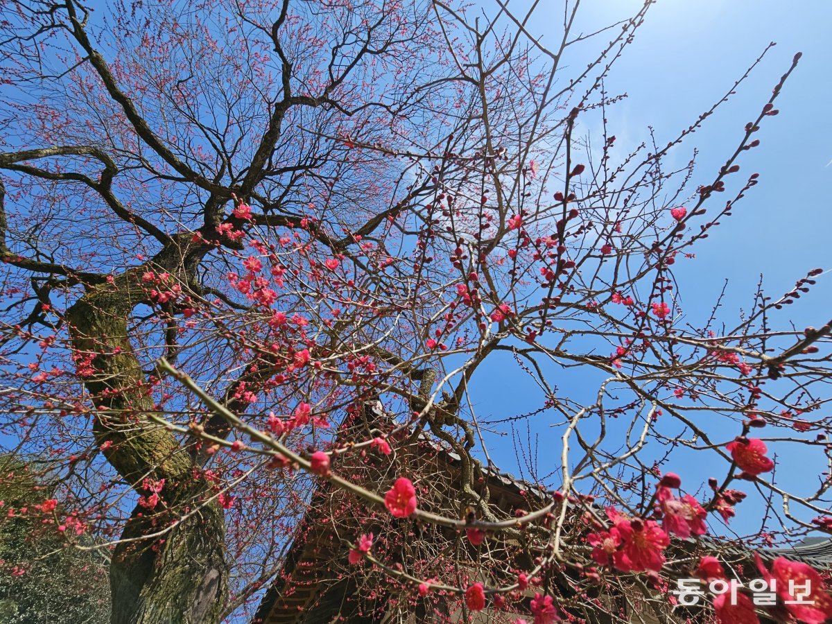전남 구례군 화엄사 각황전 옆 홍매. 천연기념물로 검붉은 꽃잎이 아름답다.