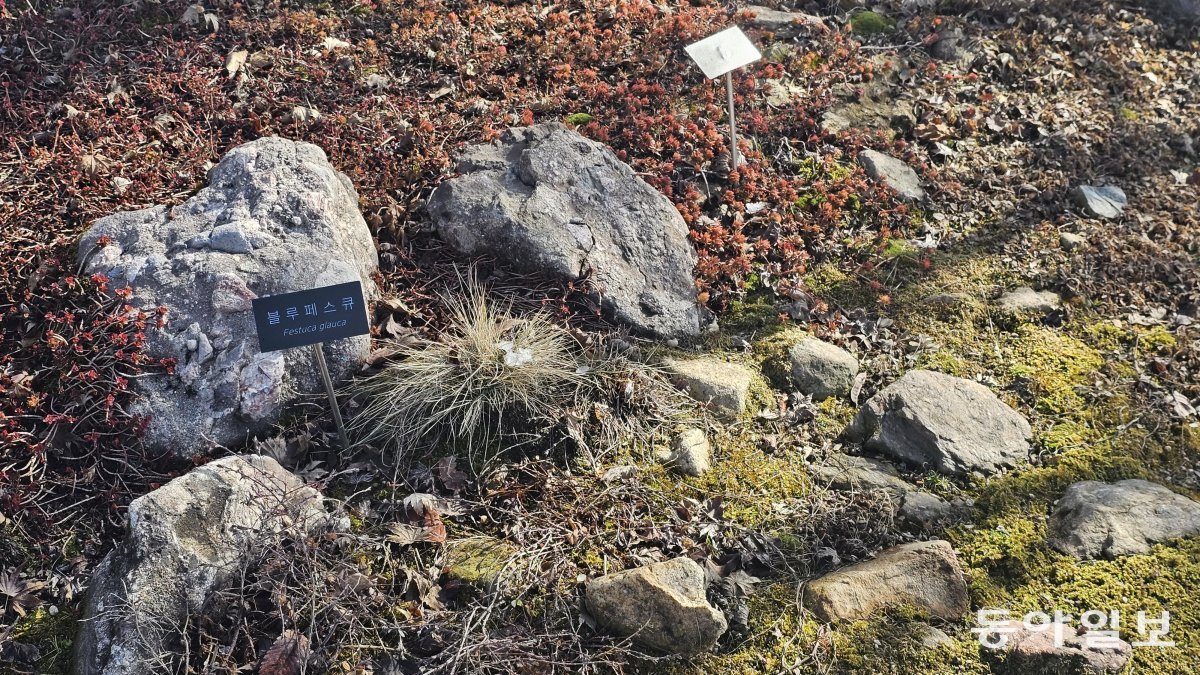 아모레퍼시픽 암석원의 작은 풀들. 오산=김선미 기자