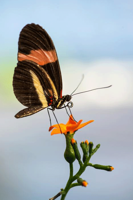 붉은색의 날개를 가진 배우자를 선호하는 나비 헬리코니우스 멜포메네가 꽃 위에 앉아 있다. CAROLIN BLEESE 제공