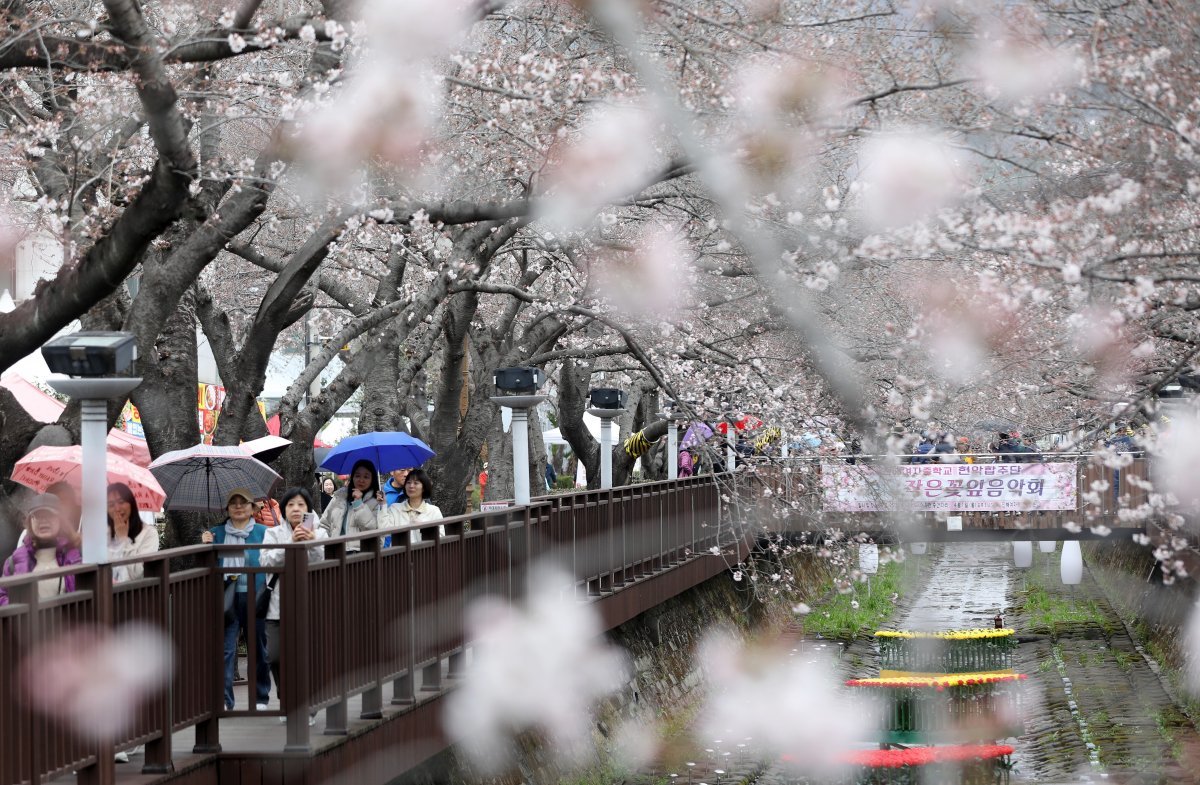 국내 대표 벚꽃 축제인 진해군항제가 열리고 있는 24일 경남 창원시 진해구 여좌천 일대에서 우산을 쓴 관광객들이 일부 개화하기 시작한 벚꽃을 보며 즐거운 시간을 보내고 있다. ⓒ News1