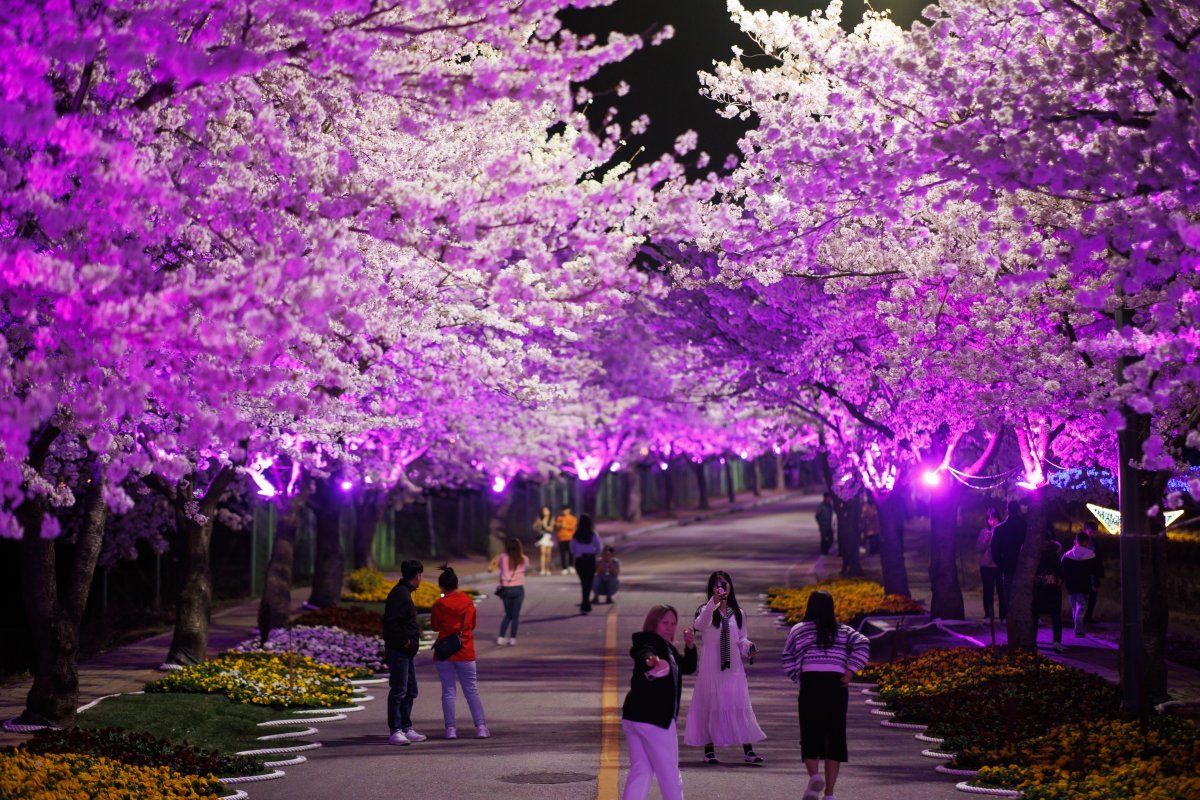 지난해 전북 고창군 석정지구 일대에서 열린 ‘고창 벚꽃축제’를 찾은 관광객들이 야간 경관조명이 더해진 벚꽃을 배경으로 사진을 찍고 있다. 고창군 제공