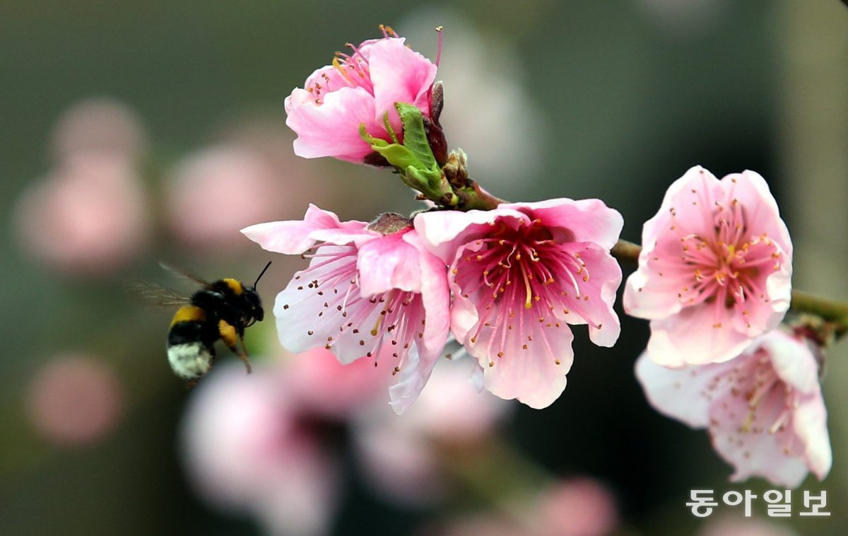 복숭아꽃(복사꽃). 한자로 도화(桃花)라고 쓴다. 사주에서는 통상 남성의 경우 여성편력, 여성의 경우 성적(性的) 기운이 센 것으로 묘사되어 부정적인 의미로 많이 쓰여 왔다. 동아일보DB